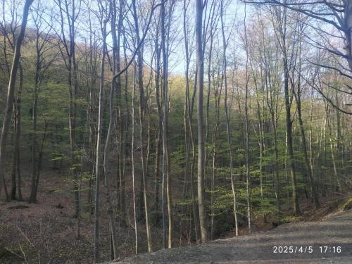 IMG 20250405 171649