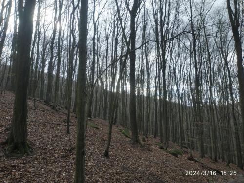 IMG 20240316 152511