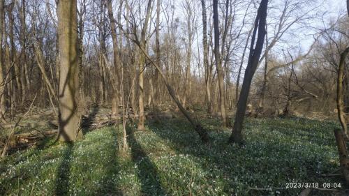 18.03.2023_Turistika(velo)_CezRakuskonaDevin_65km_1den