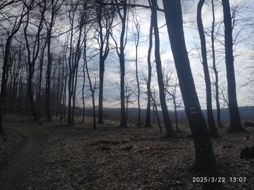 IMG 20250322 130713
