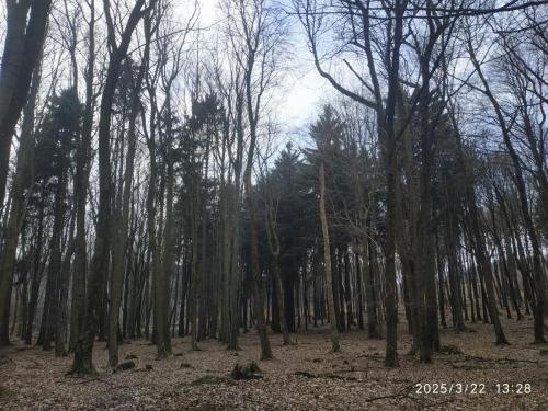 IMG 20250322 132830