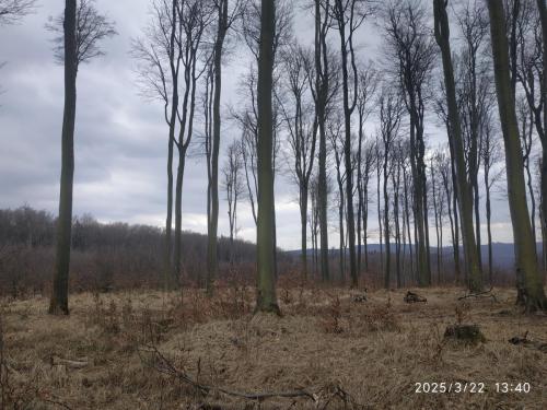 IMG 20250322 134052
