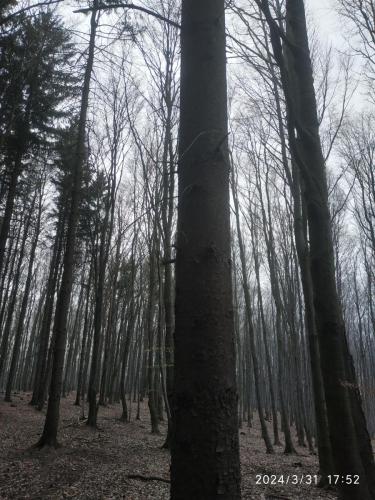 IMG 20240331 175217